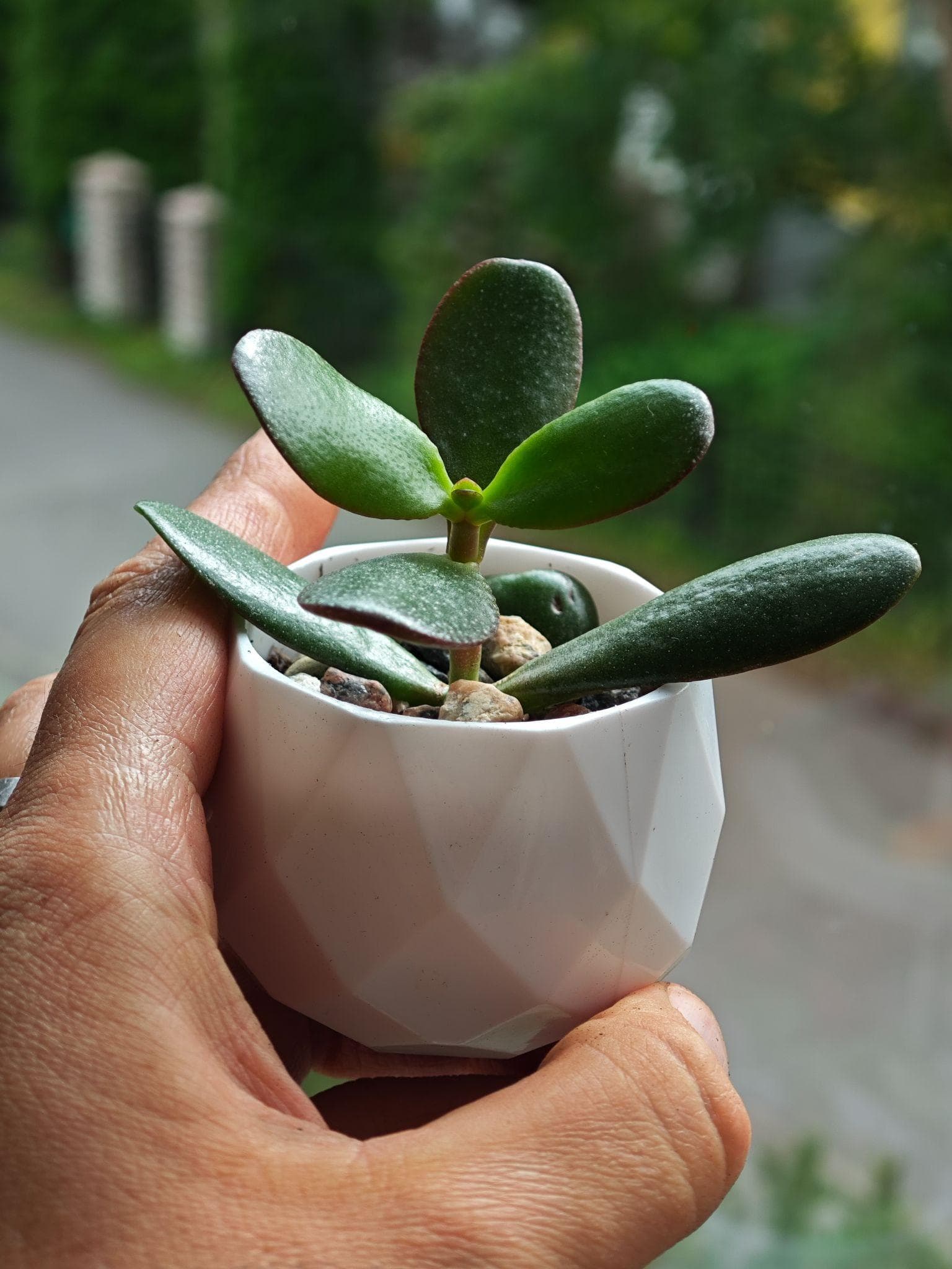 Tree Crassula cutting in a plastic mini pot