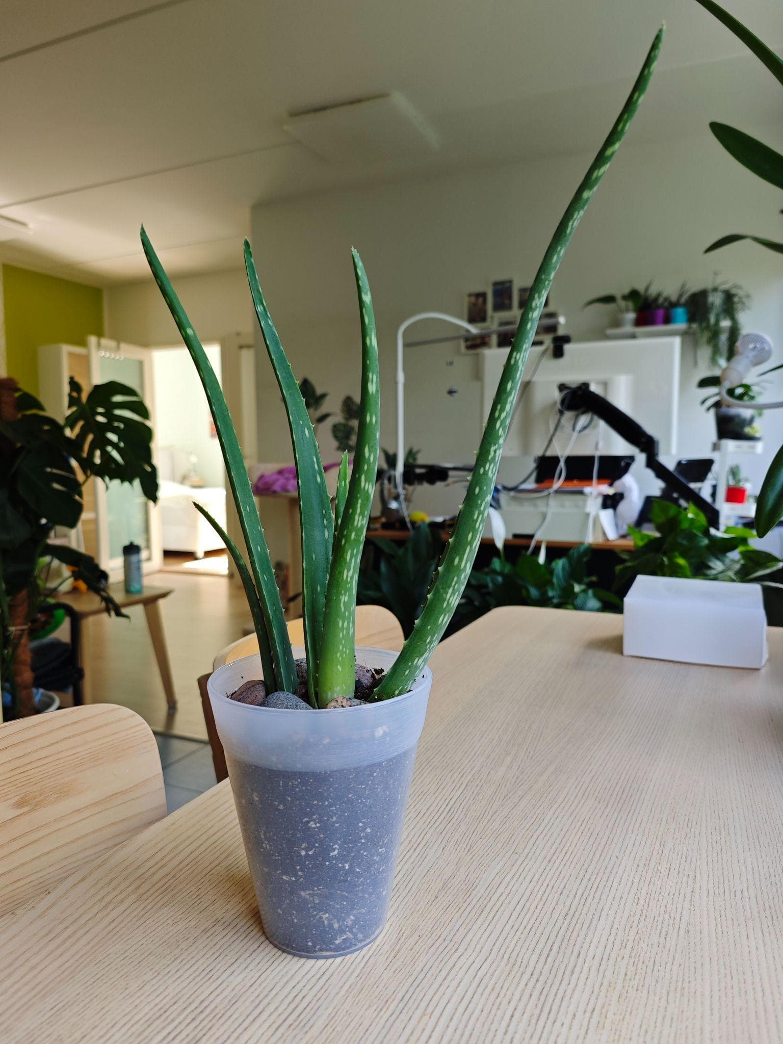Aaloe läbipaistvas plastpotis