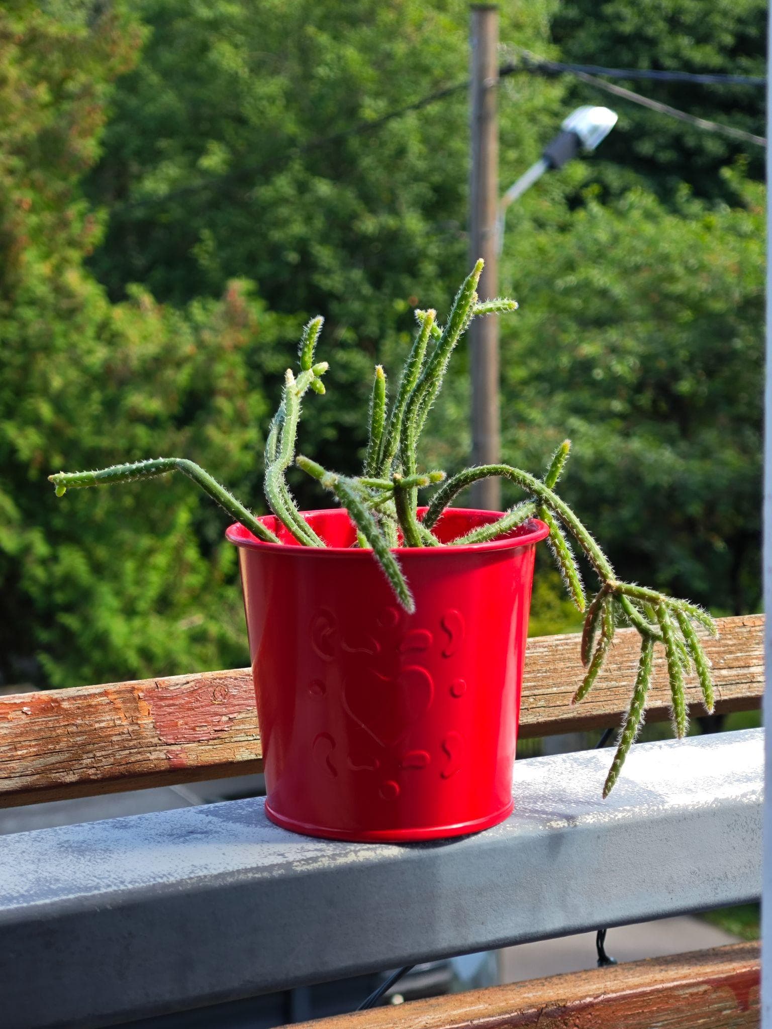 Rhipsalis in a red tin pot