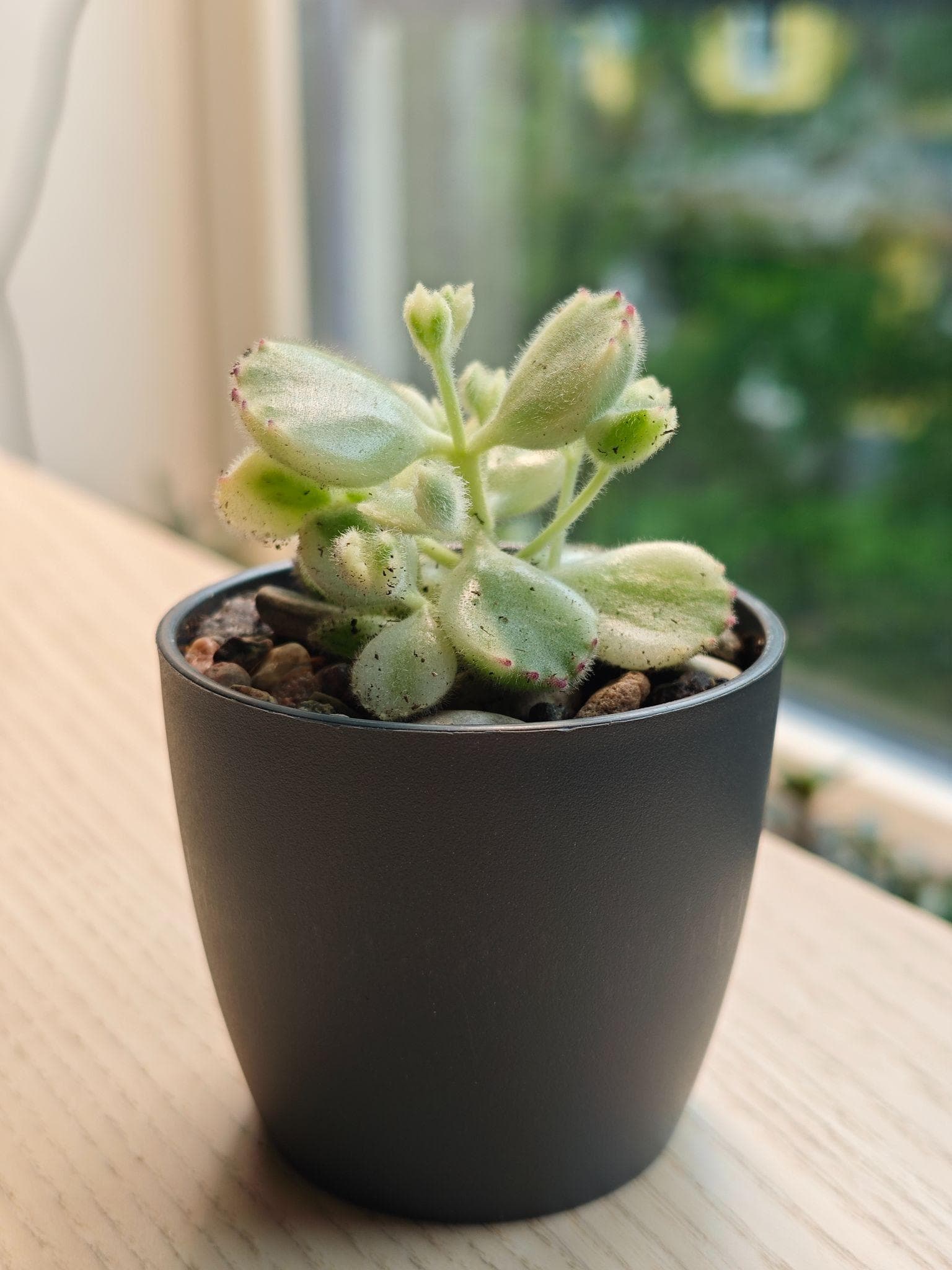 Variegated bear’s paw in a plastic pot
