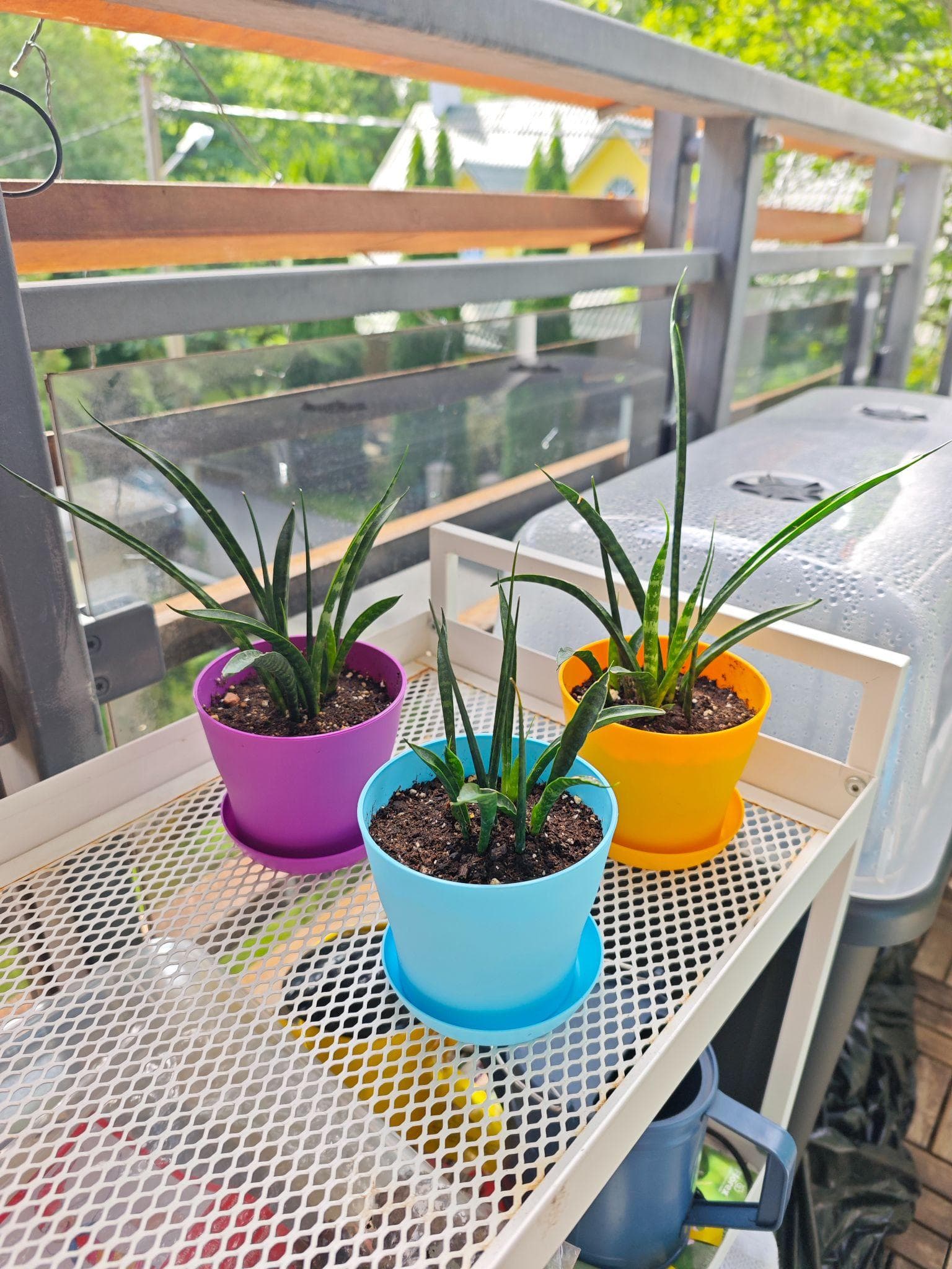 Three cylindrical snake plants in coloured pots