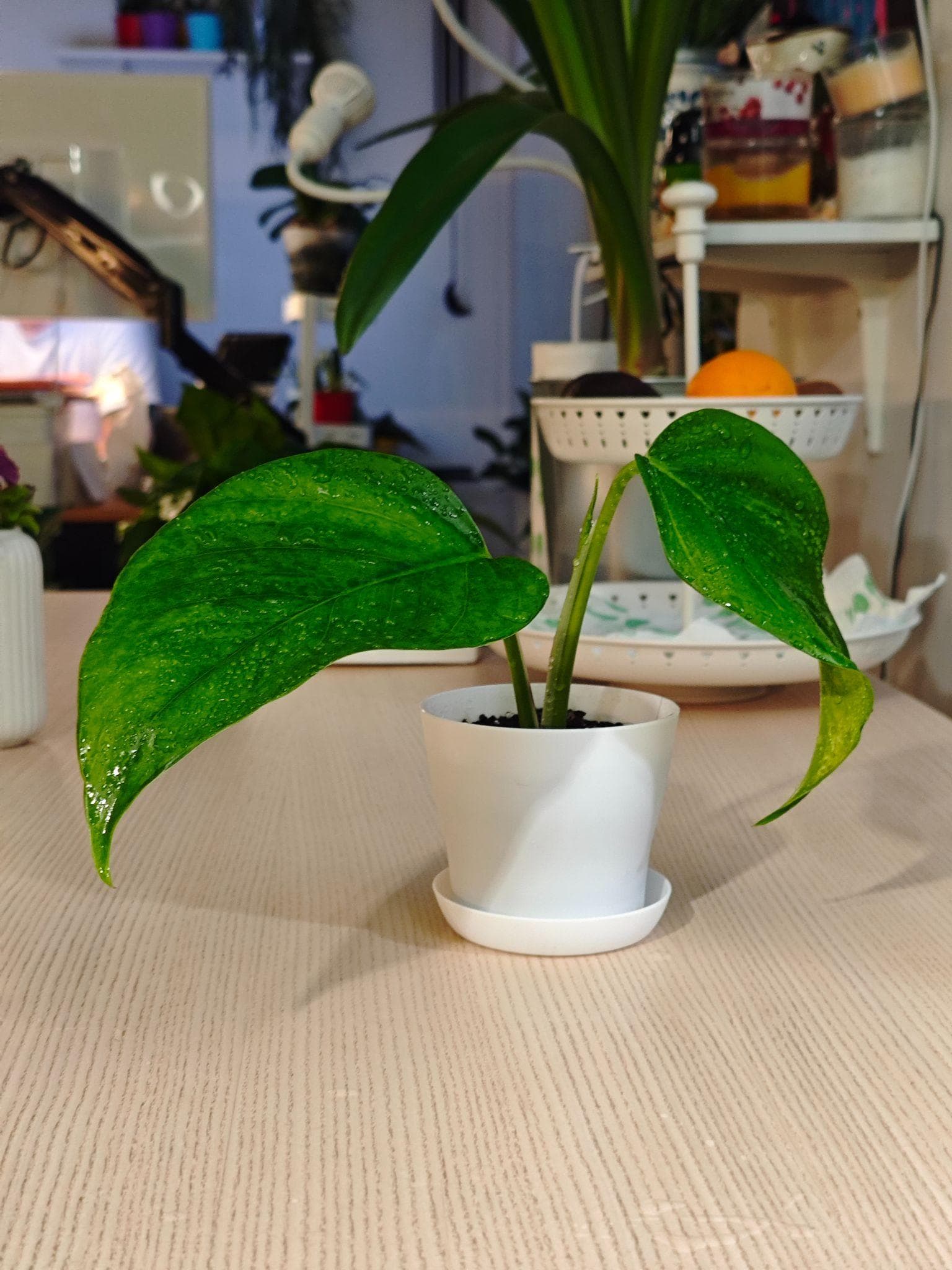 Epipremnum in a plastic mini pot