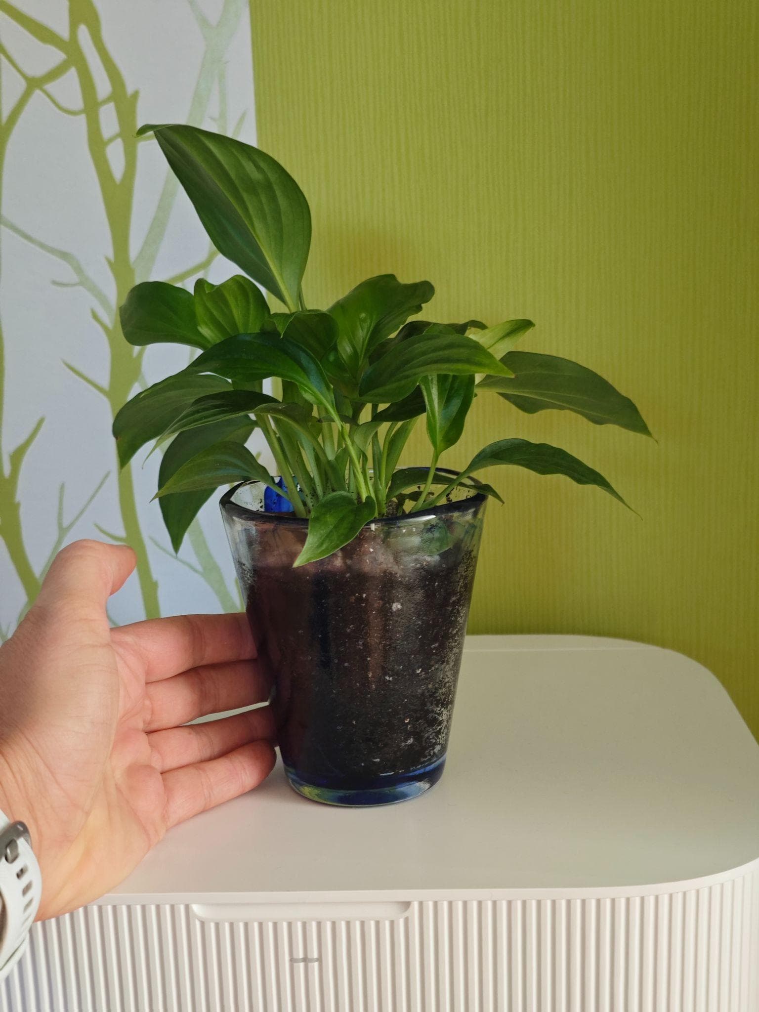 Peace lily in a cobalt-glass pot