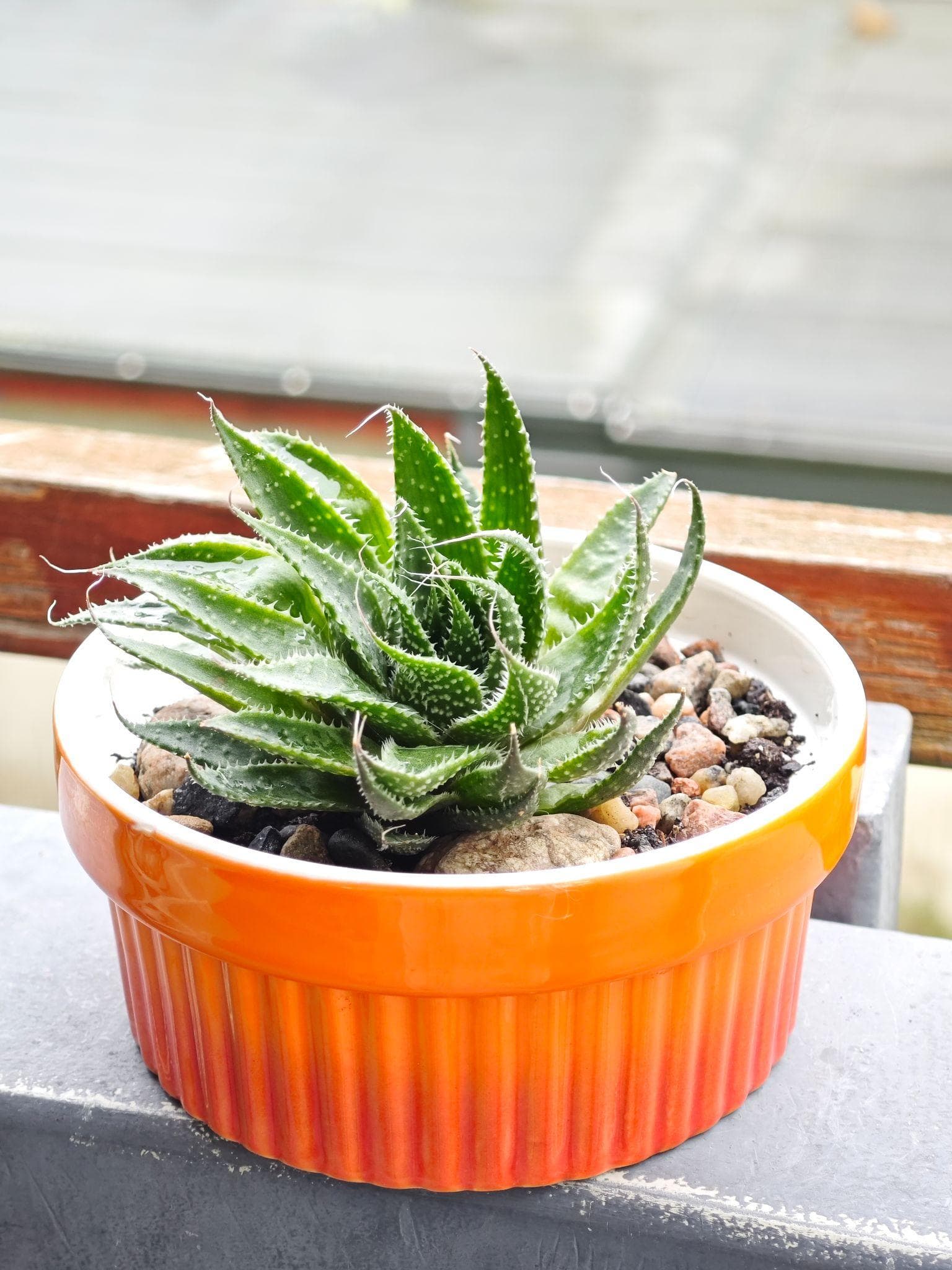 Lace aloe in an orange ceramic pot