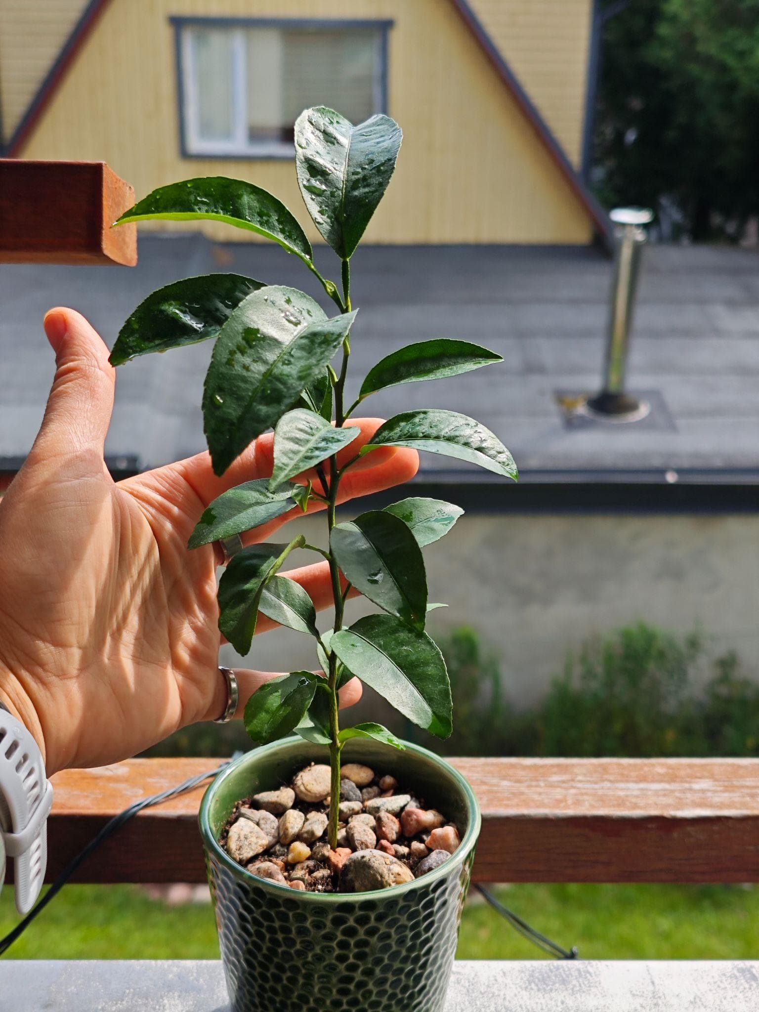Mandarin seedling in a green ceramic pot