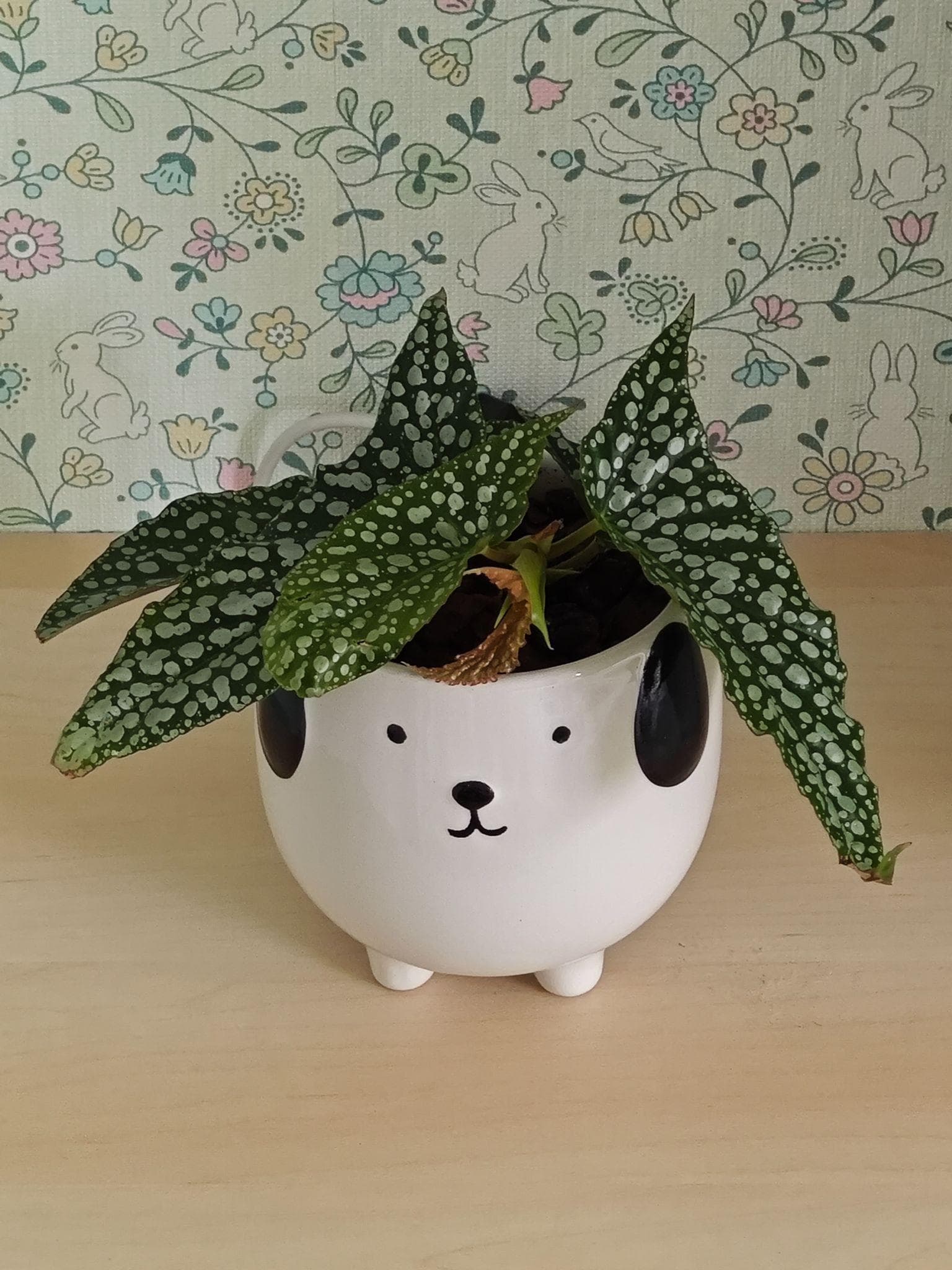 Polka dot begonia