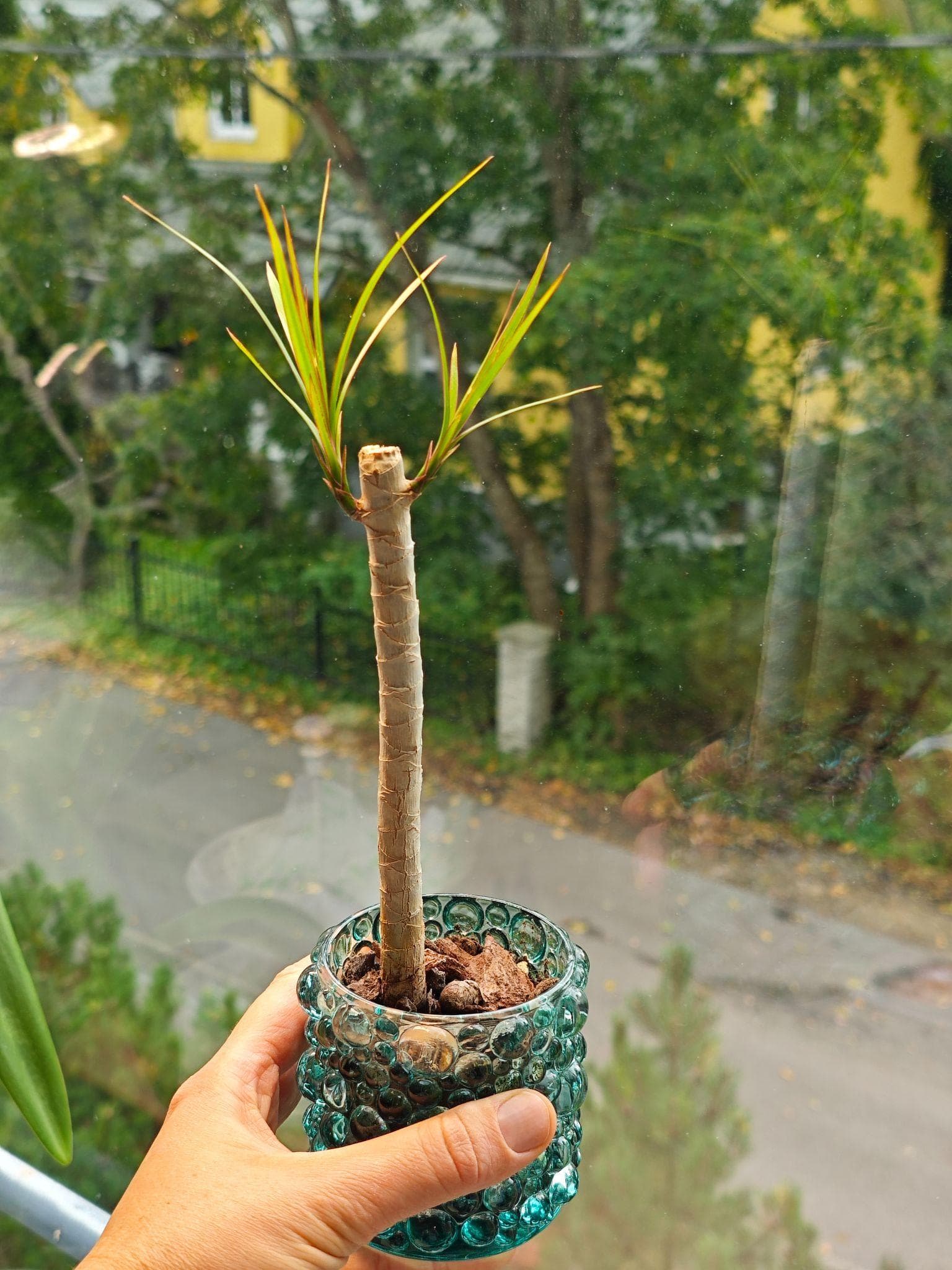 Dragon tree